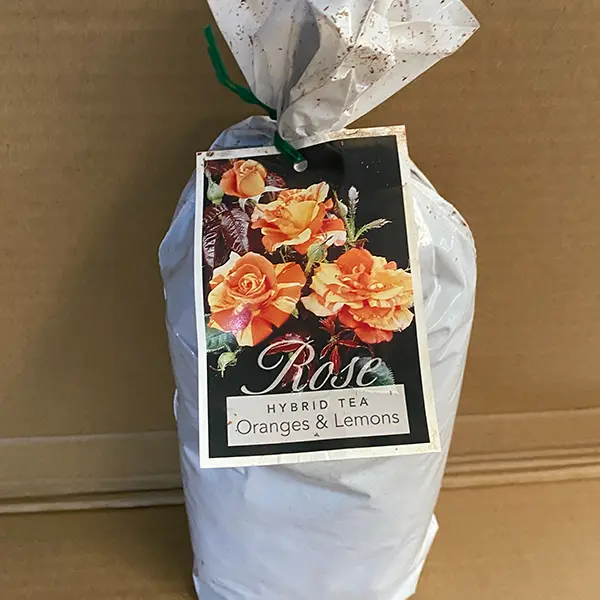 Rose Oranges And Lemons (Pbr) Rose Oranges And Lemons (Pbr)