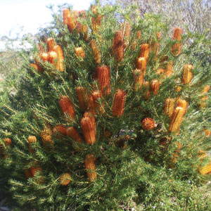 Banksia Bird Song 140mm Banksia Bird Song 140mm