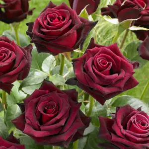 Brindabella Rose Ebony Spell Brindabella Rose Ebony Spell
