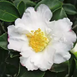 Camellia Setsugekka Camellia Setsugekka