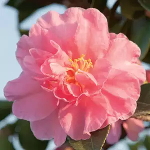 Camellia Showa Supreme Camellia Showa Supreme