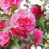 Camellia Sparkling Burgundy 2019 Lpocamsbu - Garden Express Australia