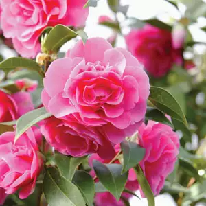 Camellia Sparkling Burgundy Camellia Sparkling Burgundy