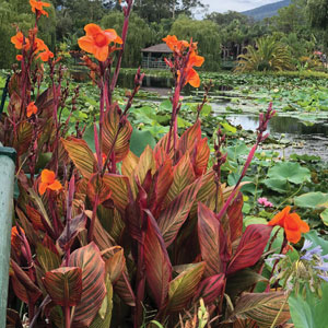 Canna Lily Tropicanna 5pk (Pbr) Canna Lily Tropicanna 5pk (Pbr)