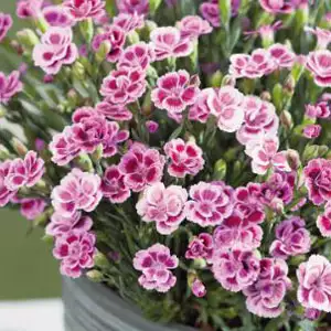 Carnation Kisses Pink Carnation Kisses Pink