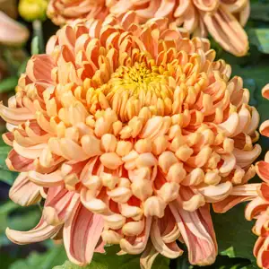 Pot Mum Chrysanthemum – Kena Copper Pot Mum Chrysanthemum – Kena Copper