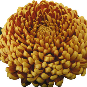 Pot Mum Kena Chrysanthemum Collection Pot Mum Kena Chrysanthemum Collection