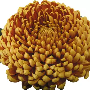 Pot Mum Kena Chrysanthemum Collection Pot Mum Kena Chrysanthemum Collection