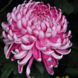 Chrys Pot Mum Kena Pink Pplpmukpi 2020 - Garden Express Australia