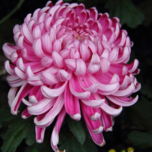 Pot Mum Chrysanthemum – Kena Pink Pot Mum Chrysanthemum – Kena Pink