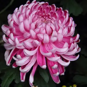 Pot Mum Chrysanthemum – Kena Pink Pot Mum Chrysanthemum – Kena Pink