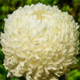 Pot Mum Chrysanthemum – Kena White Pot Mum Chrysanthemum – Kena White