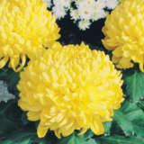 Pot Mum Chrysanthemum – Kena Yellow Pot Mum Chrysanthemum – Kena Yellow