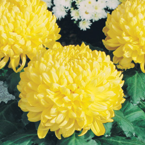 Pot Mum Chrysanthemum – Kena Yellow Pot Mum Chrysanthemum – Kena Yellow