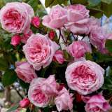 Climbing Rose Kiss Me Kate (Pbr) Climbing Rose Kiss Me Kate (Pbr)
