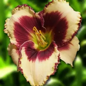 Daylily Border Bride Daylily Border Bride