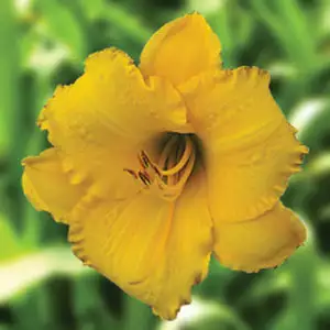 Daylily Jolly Swagman Daylily Jolly Swagman