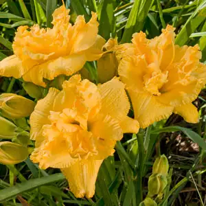 Daylily King Kahuna Daylily King Kahuna