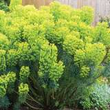 Euphorbia Wulfenii Lpoeupwul - Garden Express Australia