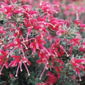 Grevillea Jelly Baby (Pbr)