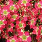 Leptospermum Outrageous Lpolepout - Garden Express Australia