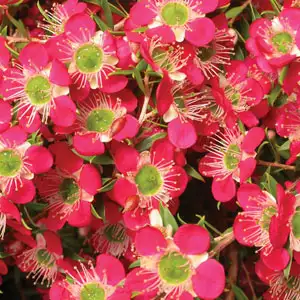 Leptospermum Outrageous Leptospermum Outrageous