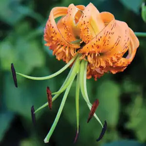 Lilium Henryii Lilium Henryii