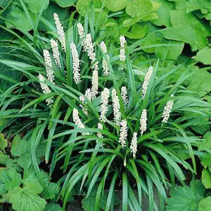 Liriope Monroe White 140mm Liriope Monroe White 140mm