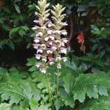 Oyster Plant 2019 Lpooyspla - Garden Express Australia