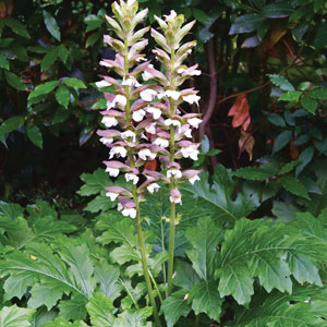 Top 10 Shade-loving Plants Top 10 Shade-loving Plants