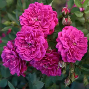 Rose Purple Rain (pbr) Rose Purple Rain (pbr)
