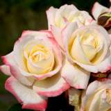 Rose Athene Rose Athene