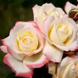 Rose Athene Roshathn - Garden Express Australia