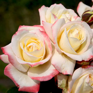 Rose Athene Rose Athene
