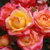 Rose Little Sunset Rose Little Sunset