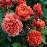 English Shrub Rose Summer Song (Pbr) English Shrub Rose Summer Song (Pbr)