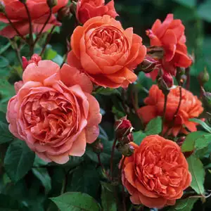 English Shrub Rose Summer Song (Pbr)
