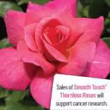 Smooth Lady - Garden Express Australia