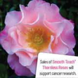 Smooth Nonnaslove - Garden Express Australia