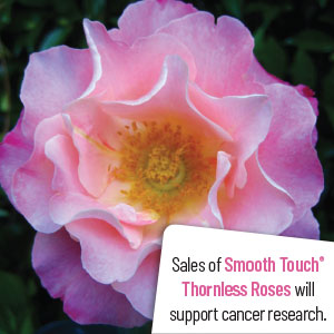 Thornless Rose Smooth Nonnas Love Thornless Rose Smooth Nonnas Love