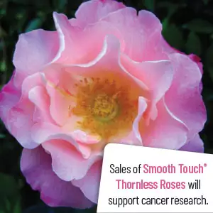 Thornless Rose Smooth Nonnas Love Thornless Rose Smooth Nonnas Love
