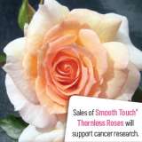 Smooth Serenity - Garden Express Australia