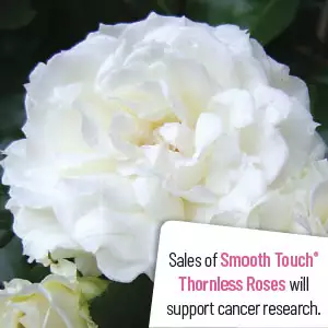 Thornless Rose Smooth Snowflake Thornless Rose Smooth Snowflake