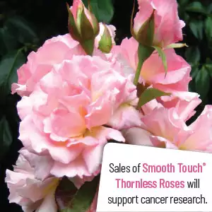 Thornless Rose Smooth Sweet Jessica Thornless Rose Smooth Sweet Jessica