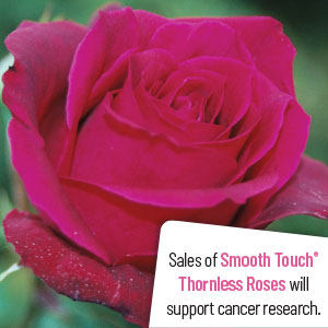 Thornless Climbing Rose Smooth Velvet Thornless Climbing Rose Smooth Velvet