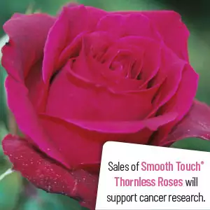Thornless Climbing Rose Smooth Velvet Thornless Climbing Rose Smooth Velvet