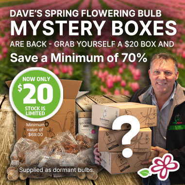 20 Dollar Spring Flowering Bulb Mystery Box 20 Dollar Spring Flowering Bulb Mystery Box