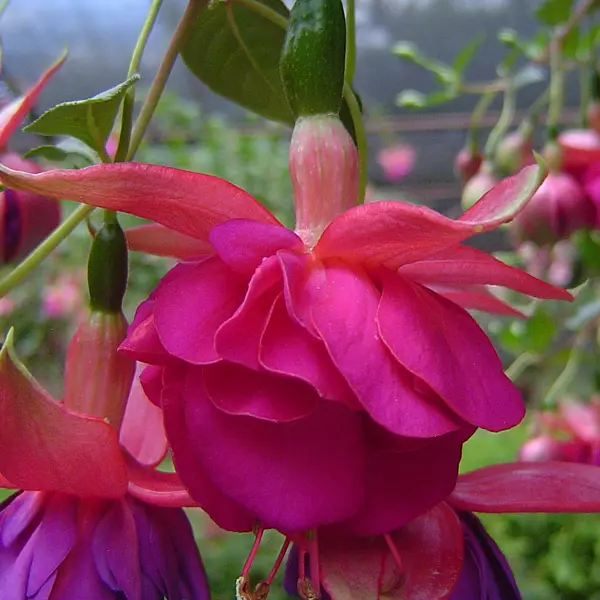 Fuchsia Weald View Shimmer Fuchsia Weald View Shimmer