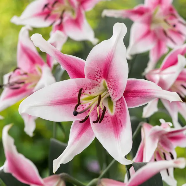 Lilium Anastasia Lilium Anastasia