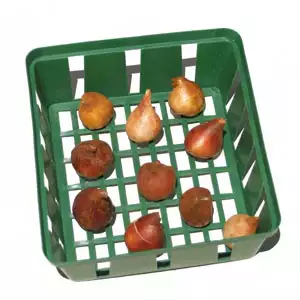 Gardeners Advantage Planting & Storage Basket Square 24cm – Set Of 3 Gardeners Advantage Planting & Storage Basket Square 24cm – Set Of 3